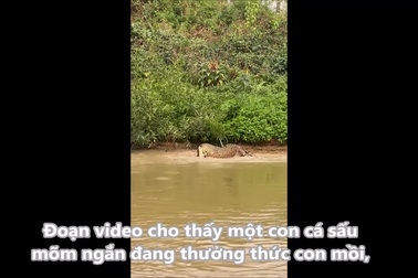 Báo đốm từ trên bờ lao xuống sông tóm gọn cá sấu mõm ngắn