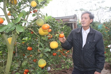 Cha đẻ của cây “lạ” chơi tết tiết lộ bí mật