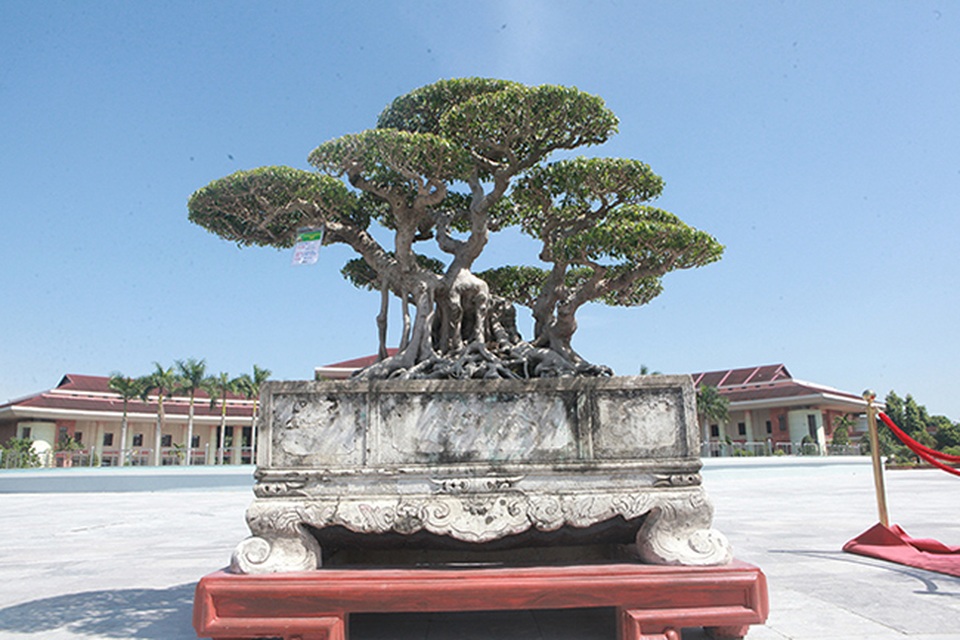 Sanh cổ của đại gia Bắc Ninh, 30 năm trước mua 7 triệu đồng, giờ lên 10 tỷ đồng - 3 Sanh cổ của đại gia Bắc Ninh, 30 năm trước mua 7 triệu đồng, giờ lên 10 tỷ đồng - 3