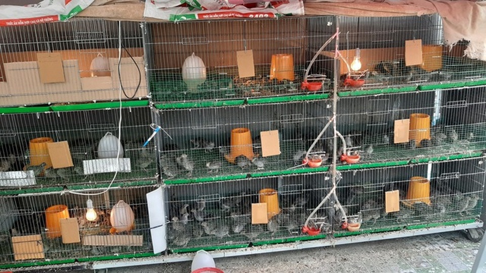 Cảnh trồng rau, nuôi gà, thả cá trên sân thượng của những nông dân phố - 7 Cảnh trồng rau, nuôi gà, thả cá trên sân thượng của những nông dân phố - 7