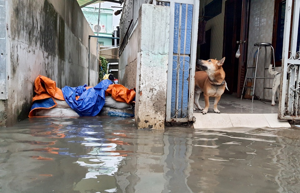 Người Sài Gòn lội nước triều cường đen ngòm về nhà sau giờ tan tầm - 9