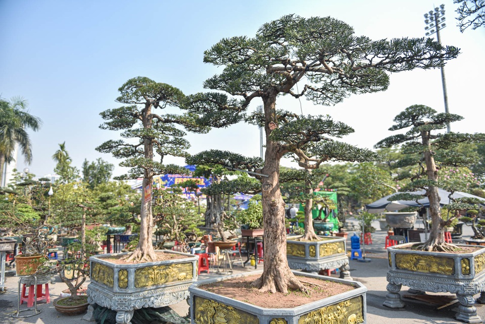 Chậu cây tùng giá hàng trăm triệu, chờ đại gia săn về đón Tết - 11 Chậu cây tùng giá hàng trăm triệu, chờ đại gia săn về đón Tết - 11