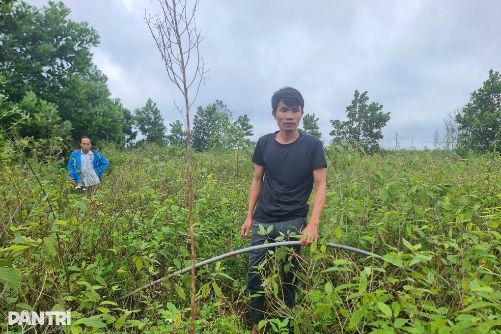 Nông dân ôm nợ sau giấc mộng trồng loại cây để xuất sang Mỹ - 2 Nông dân ôm nợ sau giấc mộng trồng loại cây để xuất sang Mỹ - 2