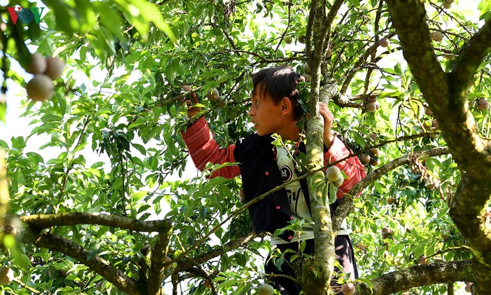 Mận Mộc Châu vào mùa thu hoạch, nông dân kiếm tiền triệu mỗi ngày - 12 Mận Mộc Châu vào mùa thu hoạch, nông dân kiếm tiền triệu mỗi ngày - 12