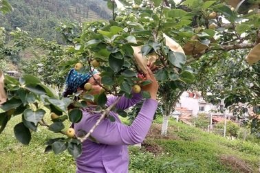 Trồng lê giúp người dân Mường Hum thoát nghèo