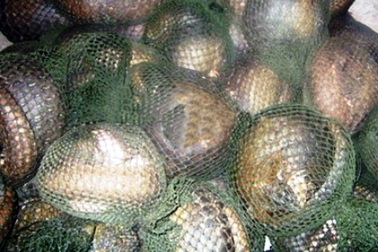 Khám container cá hồng đông lạnh phát hiện gần 6 tấn tê tê