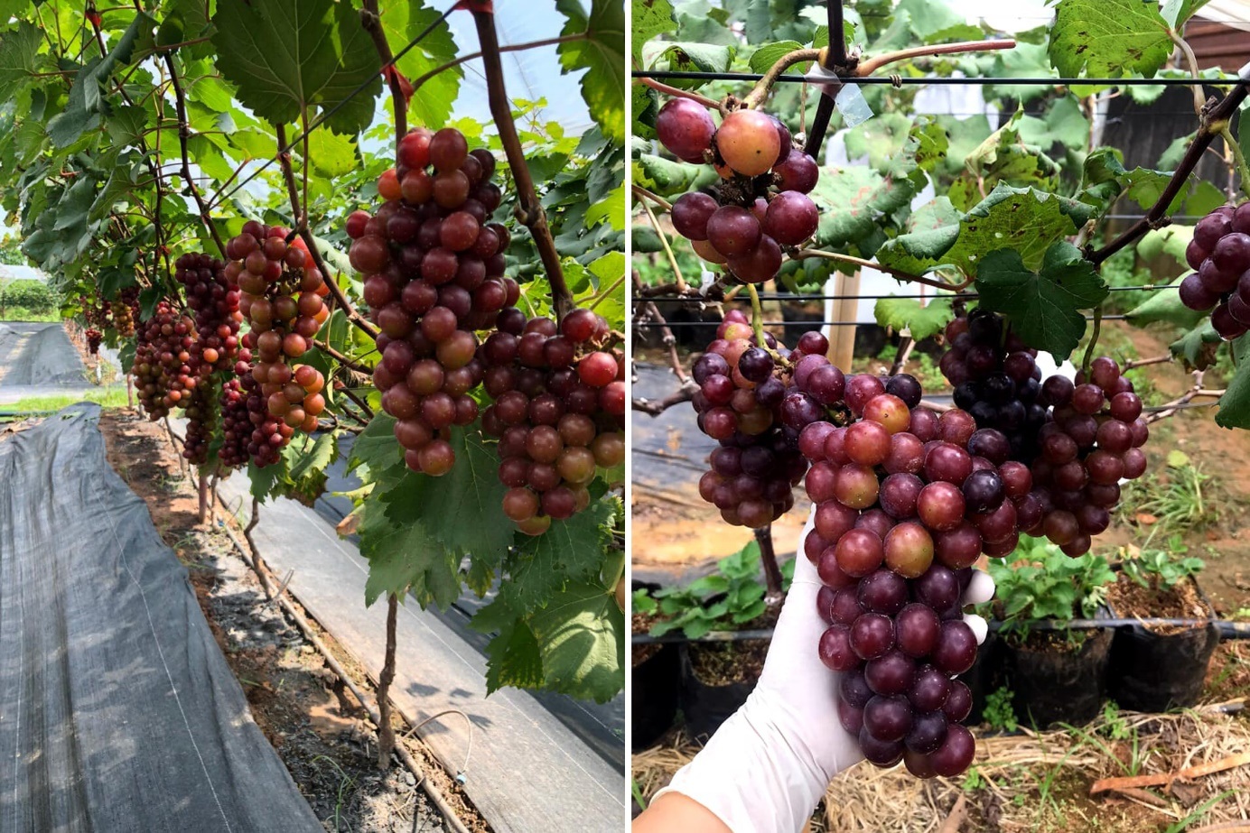 Ông chủ quán cà phê về quê cuốc đất trồng nho, dâu tây ở Quảng Trị - 3 Ông chủ quán cà phê về quê cuốc đất trồng nho, dâu tây ở Quảng Trị - 3