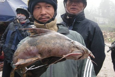 Hai loài cá sông suối cực ngon của vùng núi Lào Cai