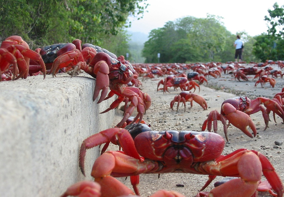 Hàng triệu con cua đỏ tràn ra đường, người dân phải né không giẫm lên chúng - 2 Hàng triệu con cua đỏ tràn ra đường, người dân phải né không giẫm lên chúng - 2