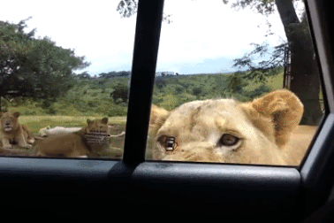 Sư tử mở cửa xe ô tô khiến du khách khiếp vía
