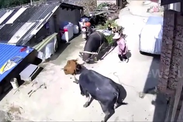 Cụ ông liều mình chặn đầu "trâu điên" để cứu vợ và cháu trai