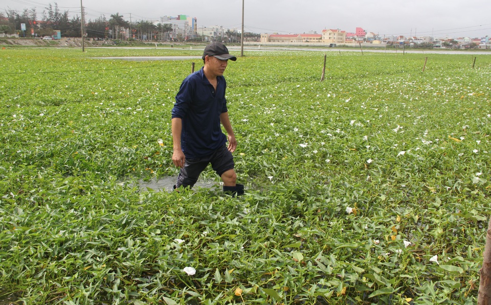 Phú Yên: Liên công trình gây ngập úng, nguy cơ mất “chén cơm” của hàng trăm hộ dân - 4 Phú Yên: Liên công trình gây ngập úng, nguy cơ mất “chén cơm” của hàng trăm hộ dân - 4