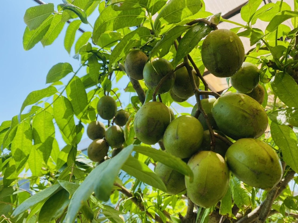 Vườn sân thượng thơ mộng thu trái cây quanh năm của gia đình tại Đà Nẵng - 2 Vườn sân thượng thơ mộng thu trái cây quanh năm của gia đình tại Đà Nẵng - 2