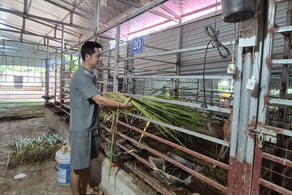9X xây nhà, tậu xe hơi nhờ nuôi loài lấy “thần dược” - 3 9X xây nhà, tậu xe hơi nhờ nuôi loài lấy “thần dược” - 3