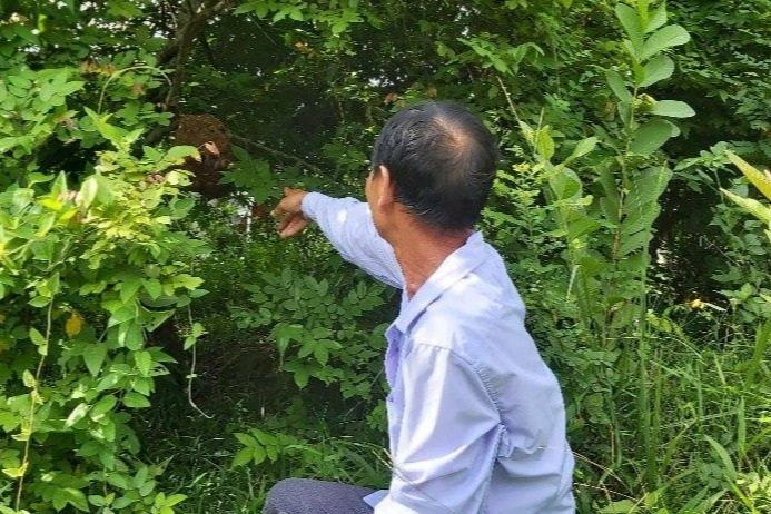Chơi với ong vò vẽ, thu hàng chục triệu đồng - 4 Chơi với ong vò vẽ, thu hàng chục triệu đồng - 4