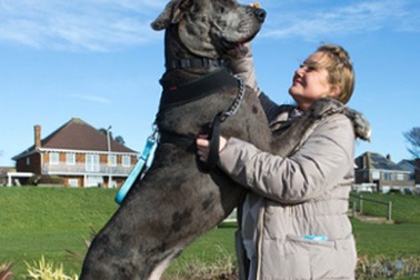 "Choáng" với chú chó có chiều cao 2,2 m