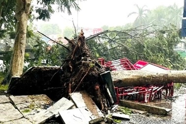 Cây xanh gãy đổ đè trúng người đi đường, trùm cả ô tô