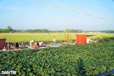 Mùng một Tết ghé quán chay "mọc" giữa ruộng "hot" nhất miền Tây