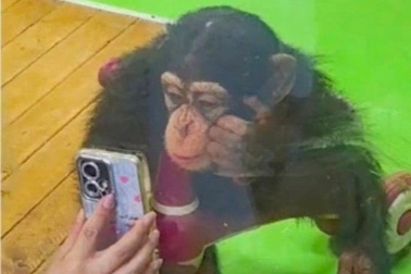 Tinh tinh dán mắt vào điện thoại, vườn thú Trung Quốc ra quy định đặc biệt