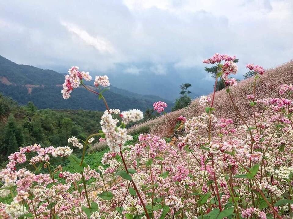 Khách nước ngoài thích thú thổi khèn Mông, ăn bánh hoa tam giác mạch - 7 Khách nước ngoài thích thú thổi khèn Mông, ăn bánh hoa tam giác mạch - 7