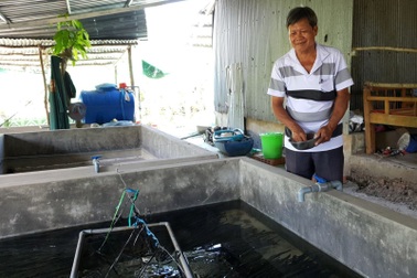 Nông dân Cần Thơ làm giàu từ nuôi lươn giống không bùn