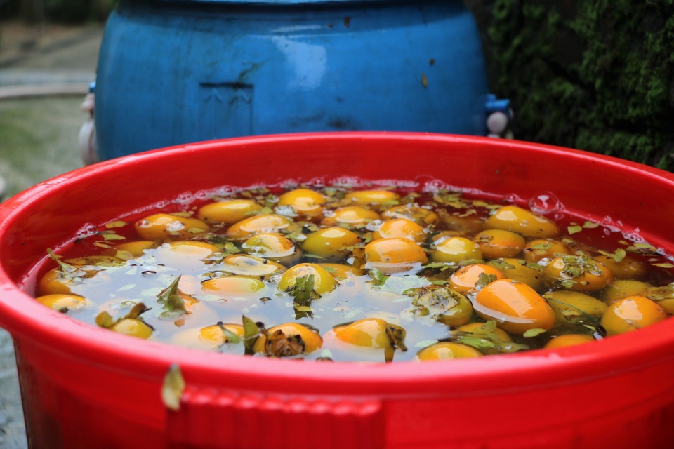 Hà Tĩnh: Hồng Yên Du được mùa, người dân phấn khởi “đếm quả, lấy tiền” - 14 Hà Tĩnh: Hồng Yên Du được mùa, người dân phấn khởi “đếm quả, lấy tiền” - 14