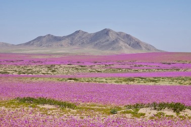 Vì sao hoa nở rực rỡ giữa sa mạc khô hạn nhất thế giới?