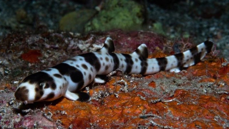 Những loài cá mập có khả năng “đi bộ” dưới đáy biển - 4 Những loài cá mập có khả năng “đi bộ” dưới đáy biển - 4