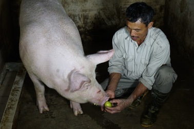 Kỳ lạ ngôi làng “quý lợn khác thường”, ngày ăn cháo trắng tối ngủ mắc màn