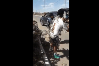 Lao trúng bụi xương rồng lớn khiến gai nhọn đâm kín toàn thân