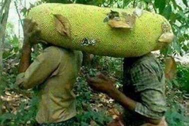 Mít dài cả mét, chuối nặng 1kg: Không dám ăn 1 mình