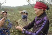 Nghề "tuốt lá đếm tiền" mùa vụ Tết