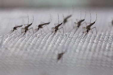 Phát hiện thuốc có khả năng làm giảm sự lây lan của bệnh sốt rét