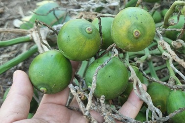 Nông dân "dở khóc dở cười", mất tiền triệu vì... quả cau tròn