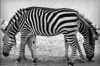 Hài hước những bức ảnh “đánh lừa” thị giác