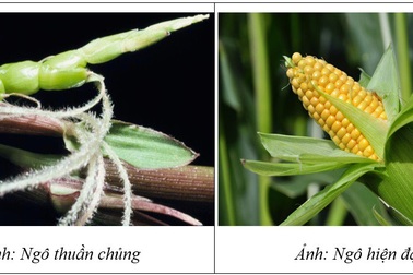 Thực phẩm biến đổi gen từ góc nhìn khoa học