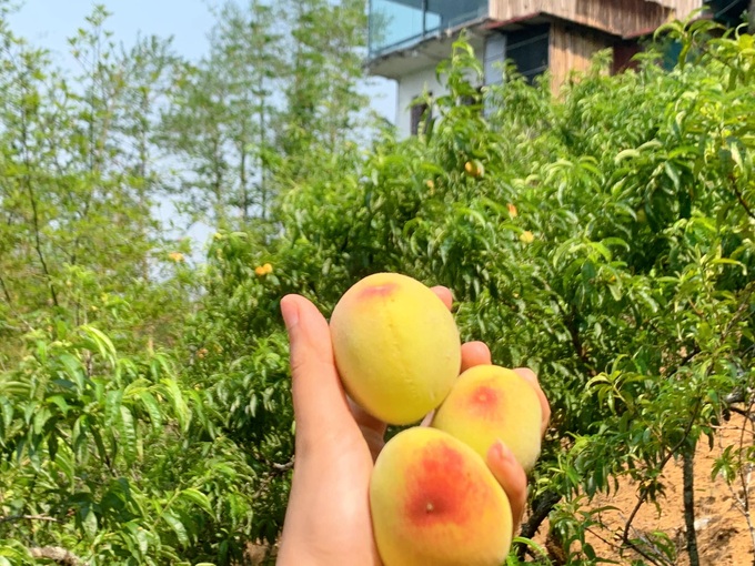 Đào Sapa vào mùa, chìm đắm trong hương vị ngọt ngào của trái ngon Tây Bắc - 9