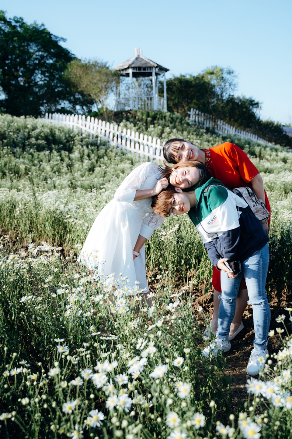 Lạc vào cánh đồng cúc họa mi 3.000m2 đẹp mê mẩn ở Hà Nội - 8 Lạc vào cánh đồng cúc họa mi 3.000m2 đẹp mê mẩn ở Hà Nội - 8