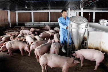 Vì sao thịt lợn "rớt giá" kỷ lục?