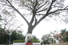 Cây me tây người Pháp trồng tặng vua Bảo Đại là Cây di sản Việt Nam