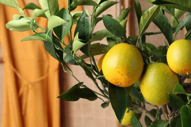 6 cây ăn quả lý tưởng để trồng trong nhà: Vừa làm cảnh, vừa cho trái ngọt