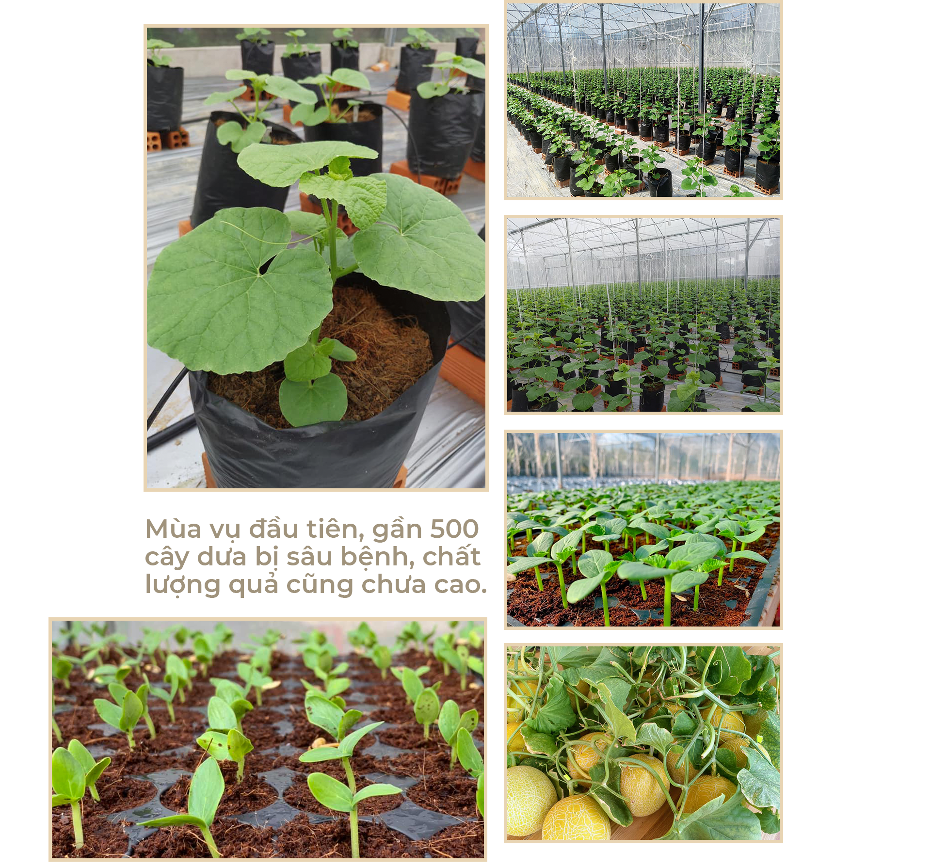 Nữ thạc sỹ xinh đẹp rời phòng lạnh về làm nông dân trồng dưa sạch - 3 Nữ thạc sỹ xinh đẹp rời phòng lạnh về làm nông dân trồng dưa sạch - 3