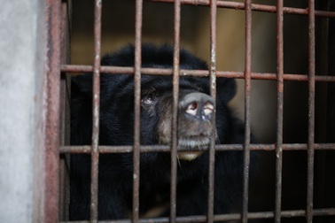 Toàn cảnh chuyến "chuyển khẩu" 9 con gấu từ Bình Dương về Ninh Bình