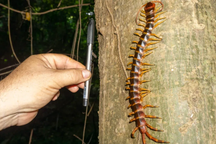 Rết khổng lồ săn dơi ở rừng Amazon