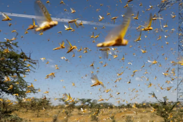 Châu chấu đã tàn phá Trái đất từ trước khi khủng long ra đời