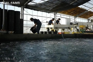 Trang trại nuôi loại cá "độc nhất vô nhị", được đấu giá 800 triệu/kg