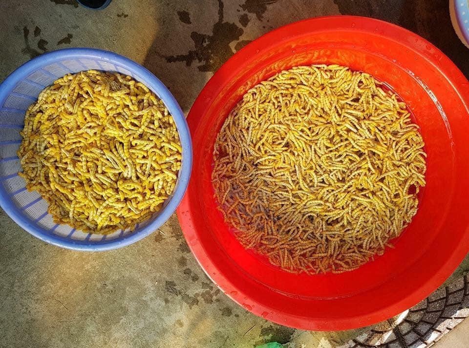 Loạt đặc sản con nhung nhúc, béo tròn, khách vừa ăn vừa sợ - 2