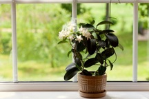 9 loại cây có hương hợp trồng trong nhà, giúp bạn bỏ nến thơm chứa hóa chất