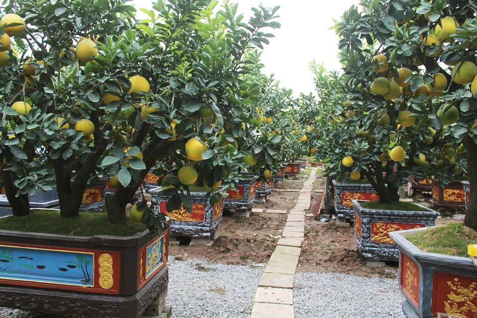 Bưởi cảnh, đào Tết nô nức xuống phố, nhà vườn lo sớm cháy hàng - 1 Bưởi cảnh, đào Tết nô nức xuống phố, nhà vườn lo sớm cháy hàng - 1