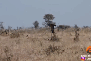 Đoạn kết khó tin của con linh dương bị cả đại bàng lẫn chó rừng săn đuổi